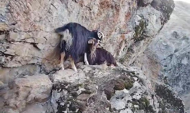 Muş'ta kayalıkta mahsur kalan keçiler, 4 gündür kurtarılmayı bekliyor