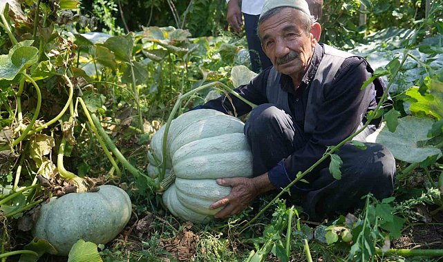50 kiloluk bal kabağı görenleri şaşırttı