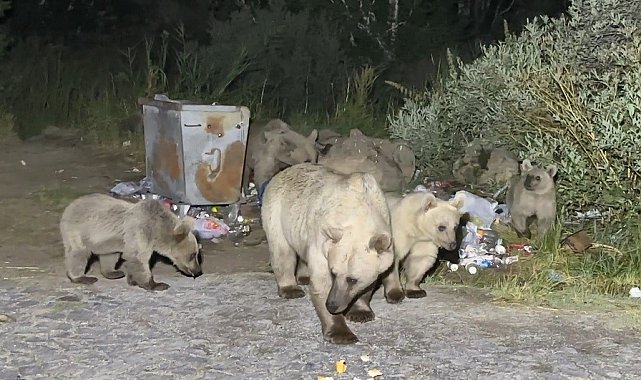Nemrut'a pikniğe giden vatandaşlar ayı sürprizi ile karşılaşıyor