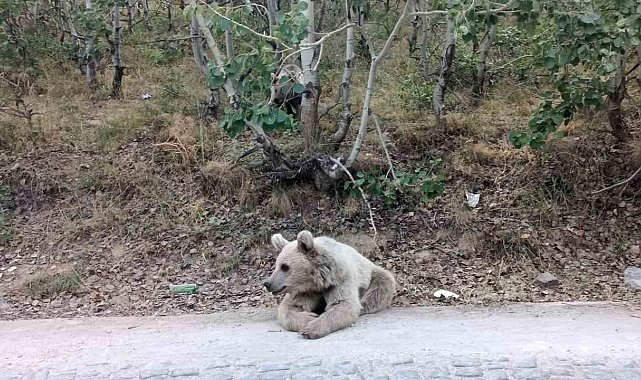 Nemrut'un ayıları vatandaşların ilgi odağı olmaya devam ediyor