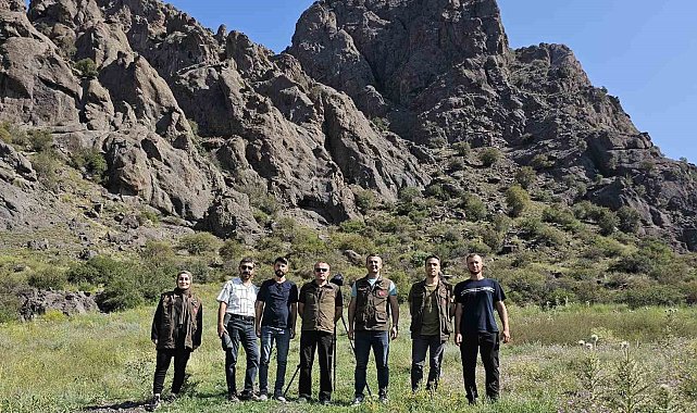 Oltu'da yaban keçileri sayıldı