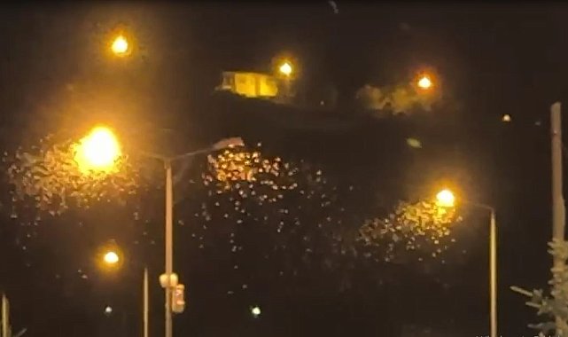 "Bir günlükler"in ölüm uçuşu başladı: Mayıs sineklerinin kanat çırpması kamerada