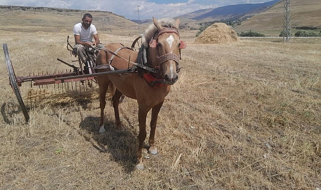 Sarıkamış'ta hasat vakti, Çiftçiler ektiklerini topluyor