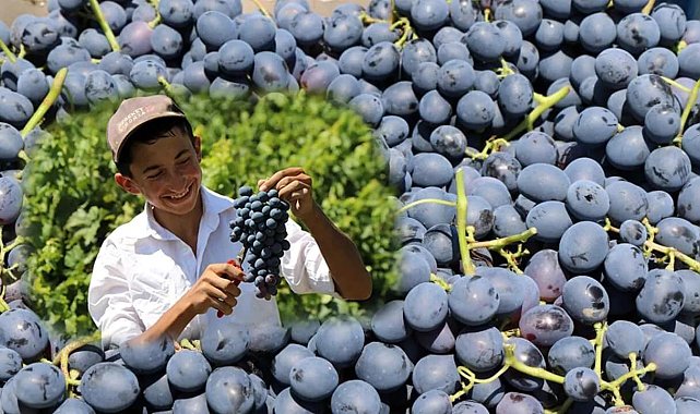 Tescilli Cimin üzümü kilosu 100 TL'den tezgahtaki yerini aldı