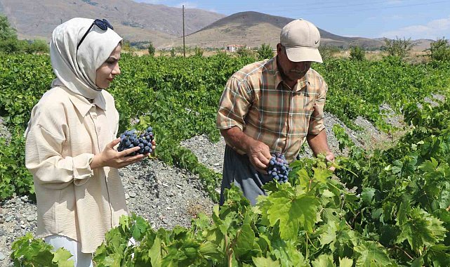 Tescilli Cimin üzümünde hasat zamanı