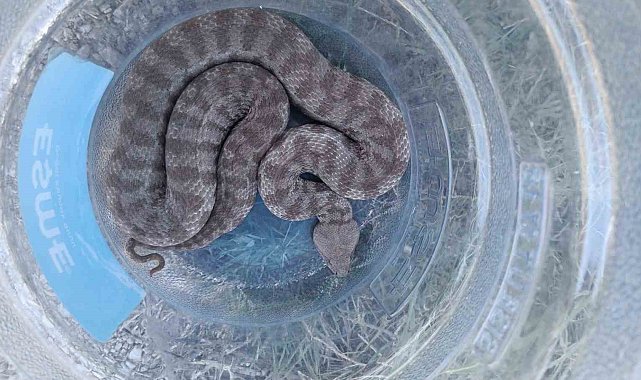 Tunceli'de kümese giren koca engerek yılanı 2 tavuğu telef etti