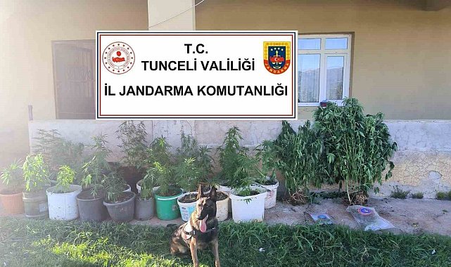 Tunceli'de uyuşturucu operasyonu: 2 tutuklama
