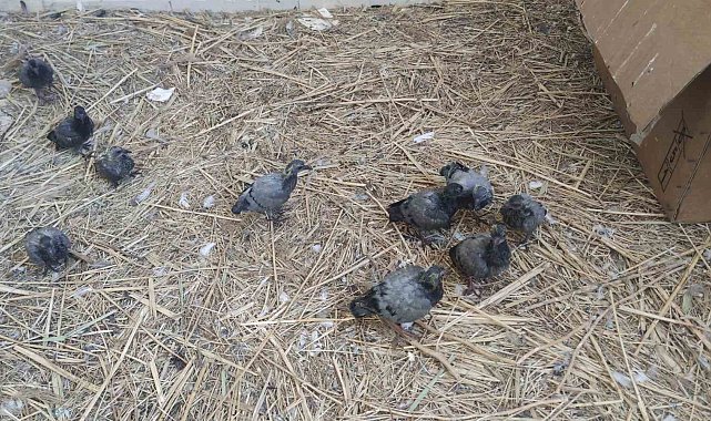 Van'da yıkılan metruk yapıda bulunan ve koruma altına alınan 20 yavru güvercin şırınga ile besleniyor