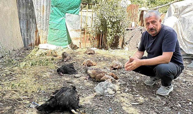 Başıboş köpekler çok sayıda tavuğu telef etti