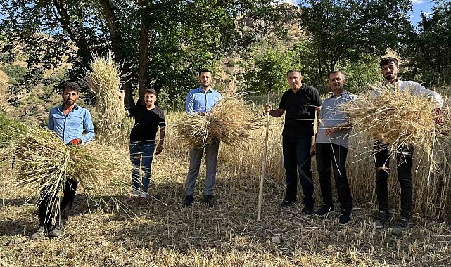 Yüksekova'da buğdayda yüksek verim