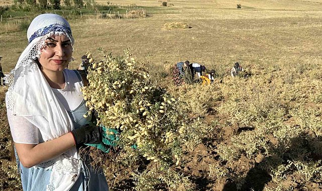 Yüksekova'da kadınlar elleriyle nohut hasadı yaptı