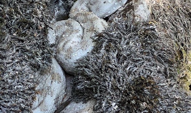 Yüksekova'da koca engerek yılanı görüntülendi