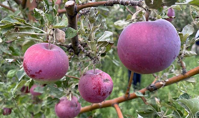 Yüksekova'da meyve fidanları dikilen yerlerden bereket fışkırıyor