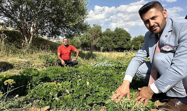 Yüksekova'da yer fıstığı yeryüzüne çıktı