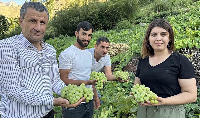 Yüksekova'nın yerli üzümünün bereketi yüz güldürüyor