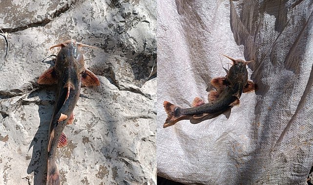 Zap Suyu'nda 'İğneli Bodur Yayın Balığı' yakalandı