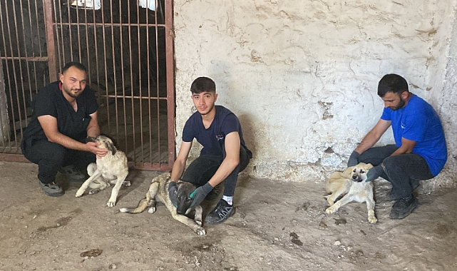 Zifte bulanan 5 köpek sağlıklı şekilde büyüyor