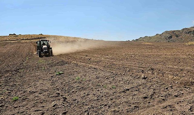 2600 rakımda buğday ekimi