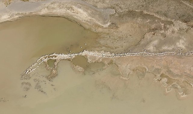 'Kuş Cenneti' Arin Gölü hayvanların otlak alana dönüştü