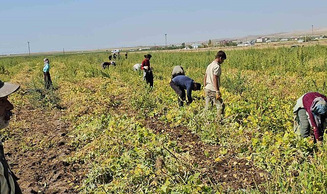 Adilcevaz'da fasulye hasadı başladı