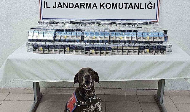 Ağrı'da binlerce paket kaçak sigara ele geçirildi