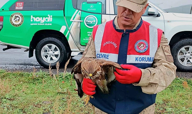 Ardahan'da jandarmanın arazide bulduğu yaralı şahin tedavi edilecek