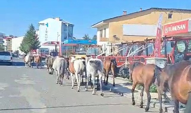 Ardahan'da başıboş atlar sokak ortasında geziyor