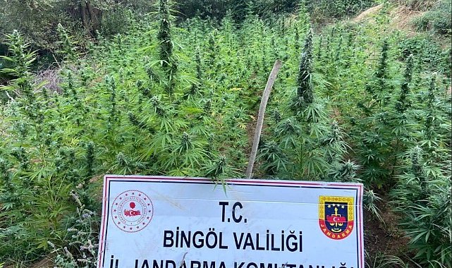 Bingöl'de 225 kök kenevir ele geçirildi
