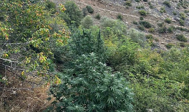 Bingöl'de 274 kök kenevir bitkisi ele geçirildi