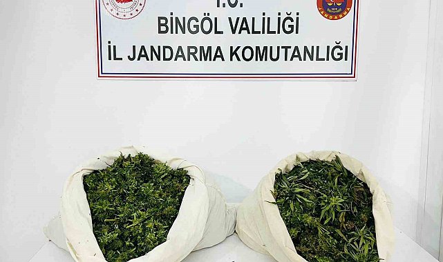 Bingöl'de 3 bin kök kenevir ve 21 kilo esrar ele geçirildi