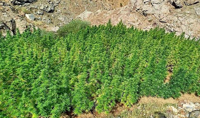 Bingöl'de 5 bin kök kenevir bitkisi ele geçirildi