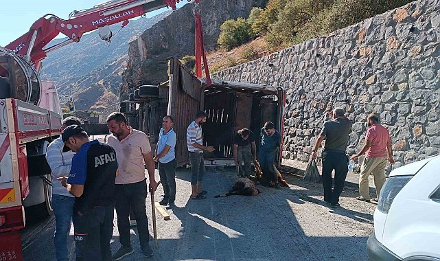 Bitlis'te tır devrildi: 100'den fazla küçükbaş hayvan telef oldu