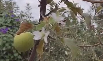 Dallarında meyvesi olan ağaç tekrar çiçek açtı