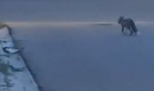 Elazığ'da aç kalan tilki yiyecek bulmak için şehre indi