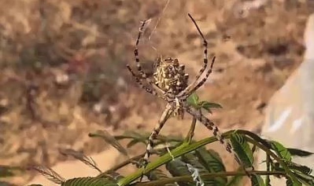Elazığ&#039;da dünyanın en zehirli örümceklerinden &#039;loblu örümcek&#039; görüldü