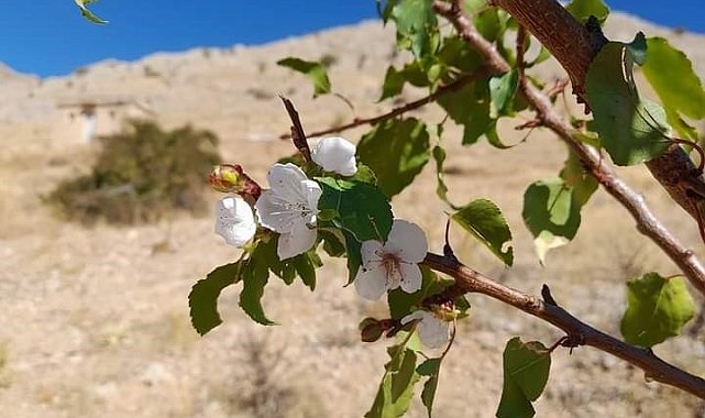 Elazığ'da kayısı ağaçları çiçek açtı