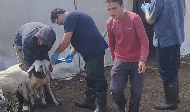 Elazığ'da küçükbaş hayvanlar salgın hastalıklara karşı aşılanıyor