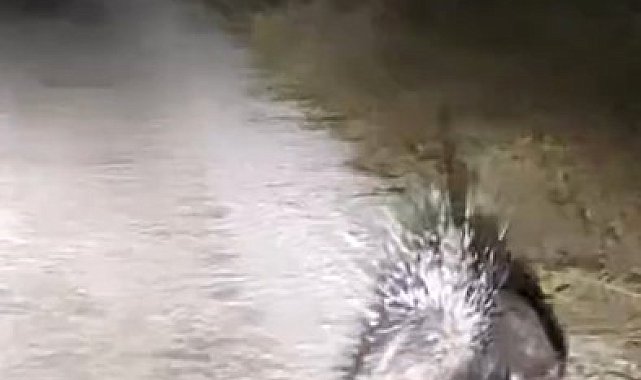 Elazığ'da oklu kirpi görüntülendi