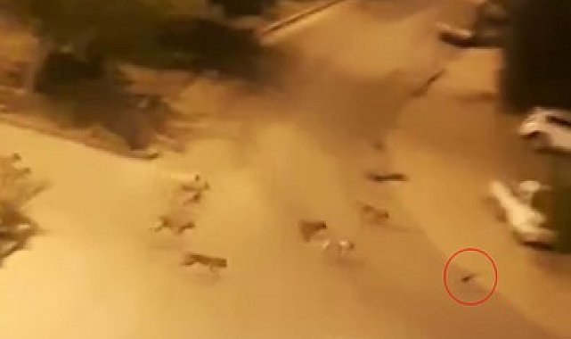 Sokak köpekleri kediyi parçaladı