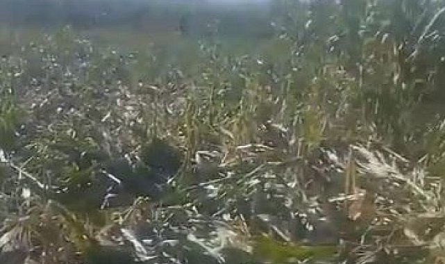 Elazığ'da yaban domuzları mısır tarlasını talan etti