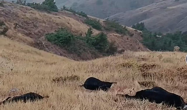 Elazığ'da yıldırım düştü, 20 hayvan telef oldu