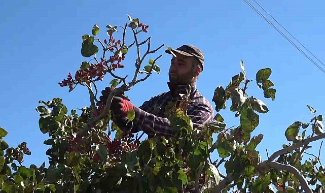 Elazığ'dan Gaziantep'e 'fıstıklı' gözdağı