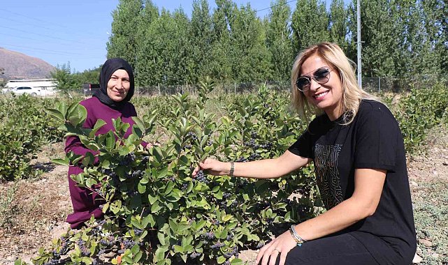 Erzincan'da "Süper meyve" bahçesi kuran ziraat mühendisi kadın "ilk hasat" heyecanı yaşadı