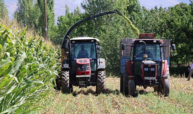 Erzincan'da silajlık mısırın hasadı yapılıyor