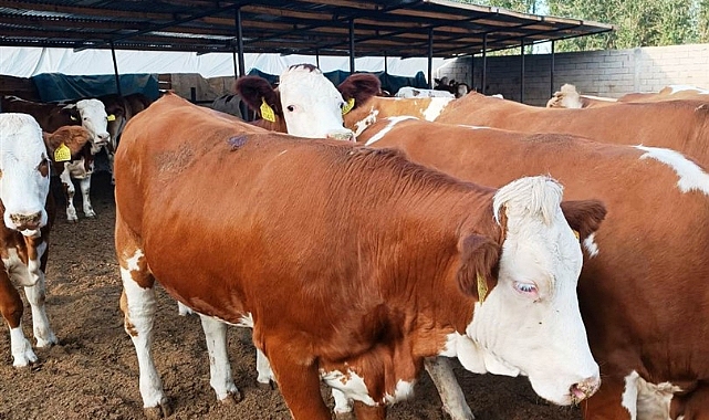 Gebe ithal düveler Kars'ta