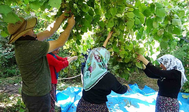 Gevaş'ta 'olmaz' denilen fındığın hasadına başlandı