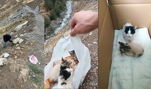 Hakkari'de poşetin içine konularak ölüme terk edilen kediler kurtarıldı