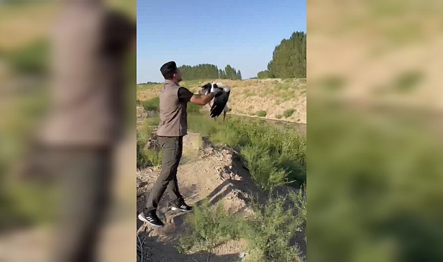 Iğdır'da bitkin halde bulunan leylek doğaya bırakıldı