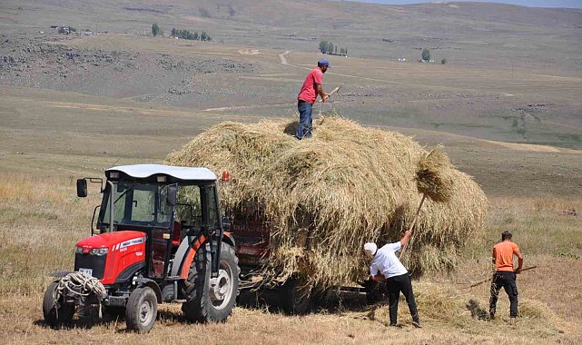 Kars'ta çiftçilerin sıcak havada ot toplama mesaisi