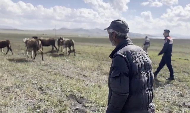 Kars'ta kayıp hayvanları jandarma buldu